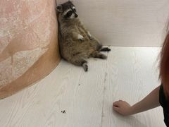 -浣熊柯尔鸭土拨鼠·电玩咖
