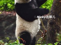 -都江堰中华大熊猫苑