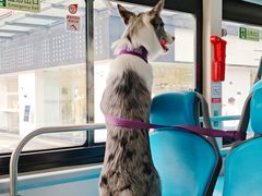 -帕帕拉兹宠物(亚洲旗舰店)