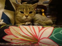 -猫色咖啡·猫咖