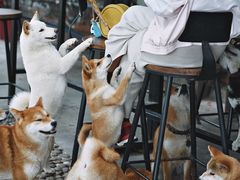 -柴犬高等学院·狗咖·柴犬售卖·宠物训练