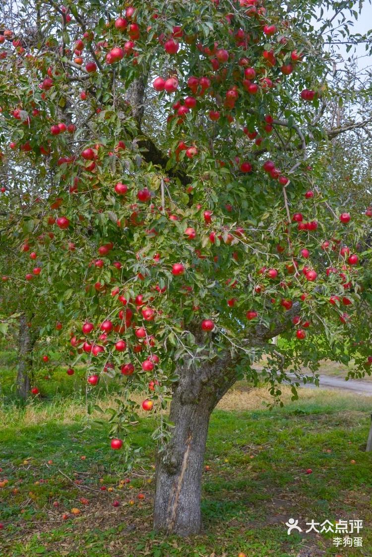 苹果树原来不高而且结果非常多南方人惊呆