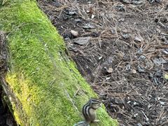 -五营红松林海景区