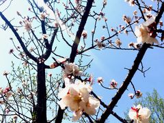 -六里坪国家森林公园