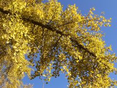 -三里屯东五街银杏大道