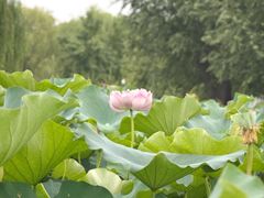 -白洋淀景区