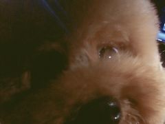 -多卡布奇宠物生活馆(上林世家店)