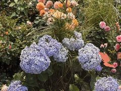-上海鲜花港