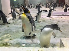 -大连圣亚海洋世界