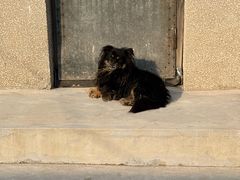 -广胜寺塔