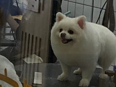 -BABIT巴比特宠物(MOMOPARK店)