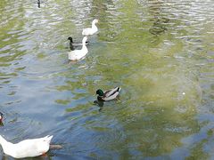 -莲花池公园