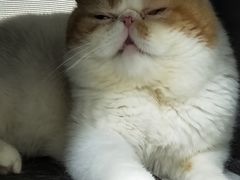 -美联众合动物医院·24h京西诊疗中心
