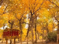 -金塔沙漠胡杨林景区