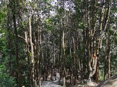 -火炉山森林公园