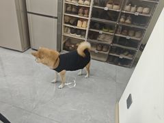 -瑞鹏瑞爱宠物医院·全科·猫科·血液透析中心(龙头寺店)