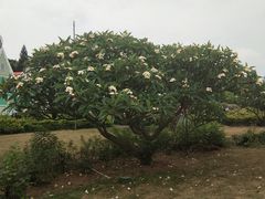 -南沙蒲洲花园