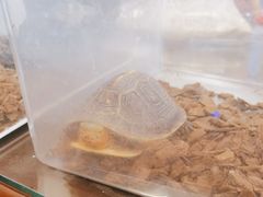-灵龟之家百象馆(百象馆联合旗舰店)
