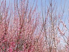 -蜀冈西峰生态公园