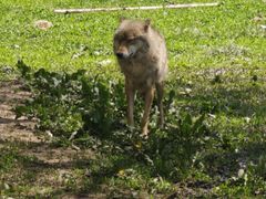 -沈阳森林动物园