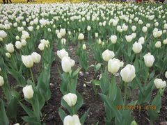 郁金香-长春公园(普阳街道)