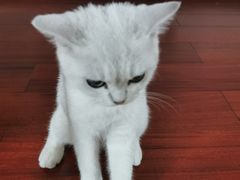 -糯米喵星人总部直营旗舰店·猫舍·幼猫出售