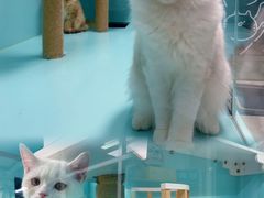 -猫宠乐园·专业洗护