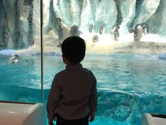 -帝企鹅自助餐厅•儿童岛•真企鹅(长隆企鹅酒店)