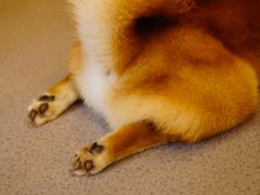 -喜柴咖啡·柴犬狗咖