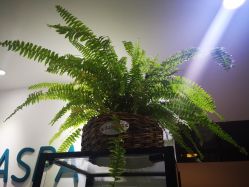 -安那般那皮肤年轻化ANAPANA