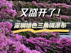 -深圳市中科院仙湖植物园