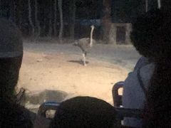 -清迈夜间动物园