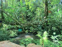 -中国科学院西双版纳热带植物园