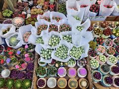 -循礼门鲜花花市(武汉循礼门店)