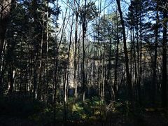 -五营红松林海景区