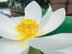 -陈家山荷花公园
