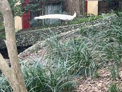 -都江堰普照寺