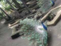 -哈尔滨北方森林动物园