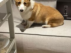 -翊宠yipet猫狗购宠庄园犬舍•猫舍