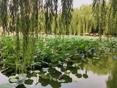 -团结湖公园