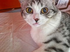 -瑞派福兴宠物医院犬猫全科·骨科·中西医结合(河东店)