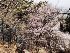 -香山公园