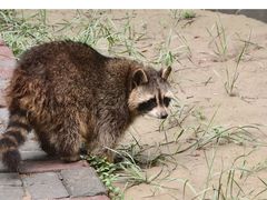 -青藏高原野生动物园