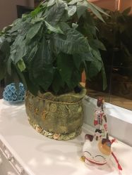 -佐登妮丝美容SPA生活馆