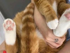 -美联众合动物医院(·中兽医·疑难杂症·严家桥分院)