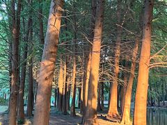 -上海共青森林公园