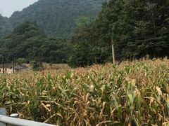 玉米-神农架香溪源景区