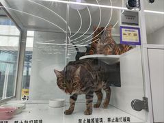 -小猫来了·猫咪专售(红山六九七九店)