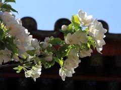 -大觉寺-停车场