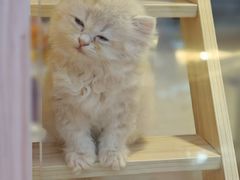 -爪爪喵星球·猫舍(前海卓越店)